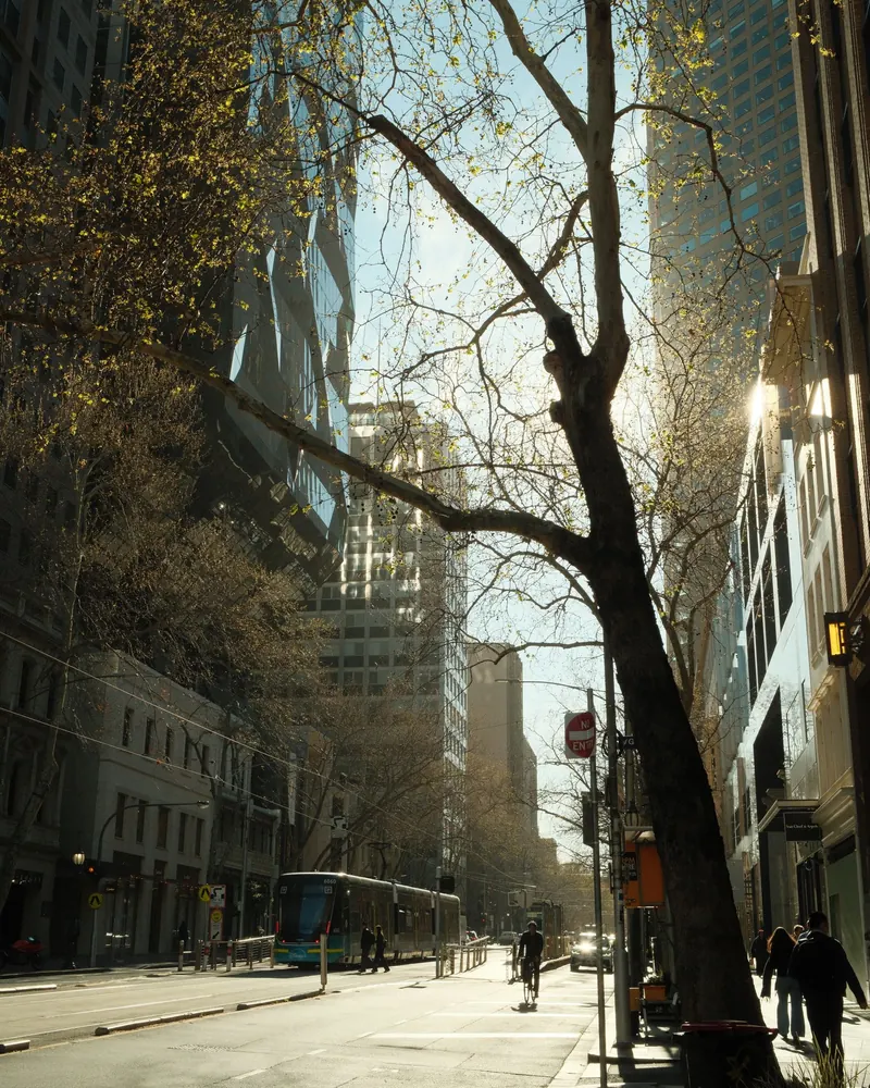 Early morning on a tree-lined Melbourne street with sunlight through the trees